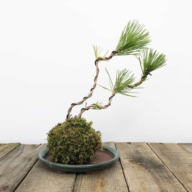 Kokedama de bonsai para decoração