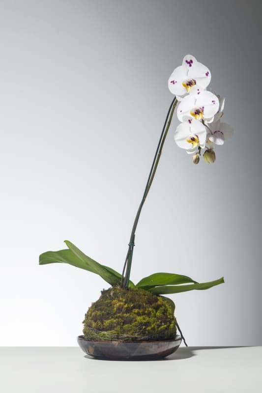 Kokedama de orquídea branca