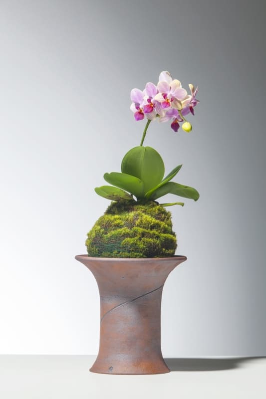 Kokedama de orquídea para decorar