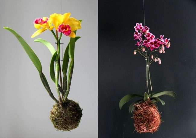 Kokedamas de orquídeas coloridas