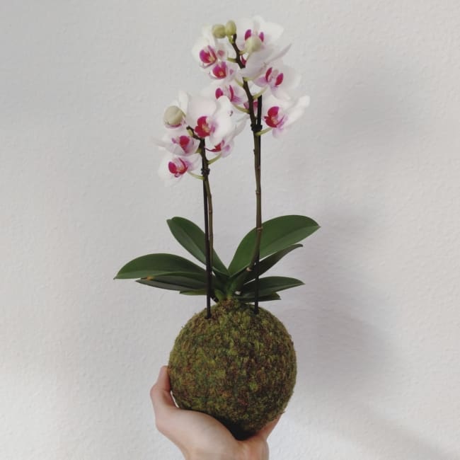 Modelo de kokedama de orquídea branca