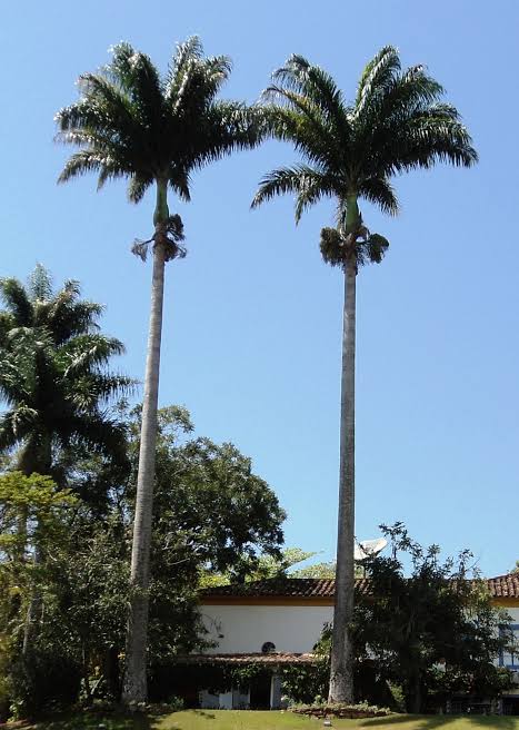 Palmeira imperial adulta