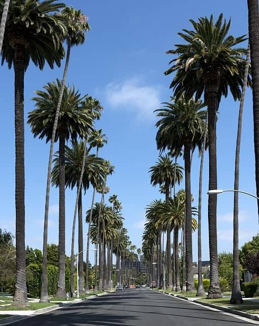 Palmeira imperial em ruas