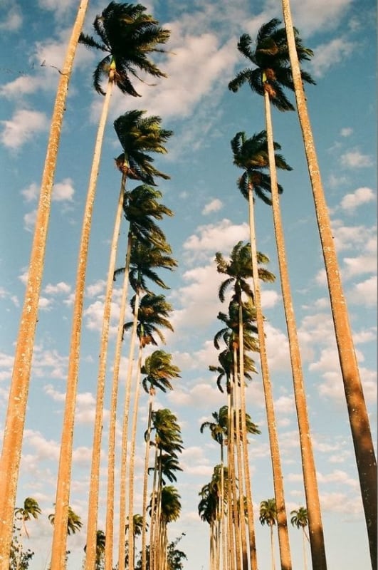 Palmeira imperial enorme