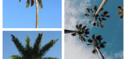paisagem com palmeira imperial