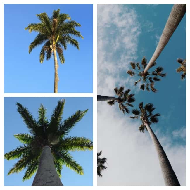 paisagem com palmeira imperial