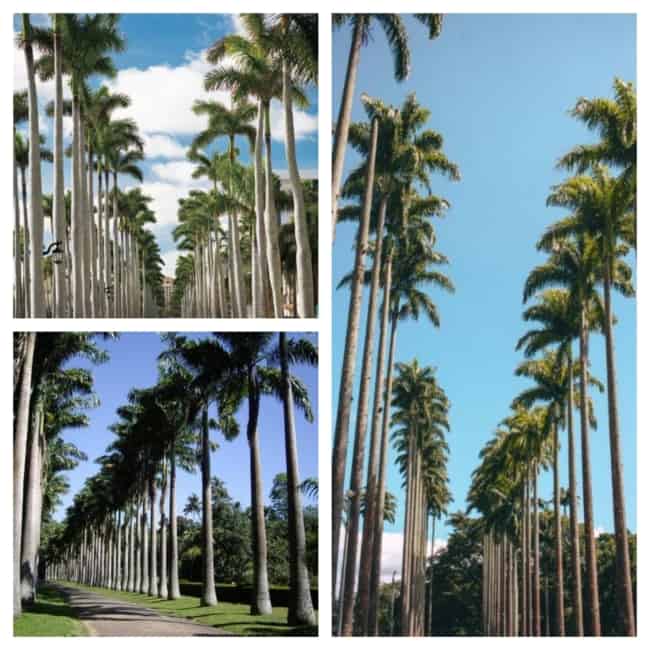 palmeira imperial