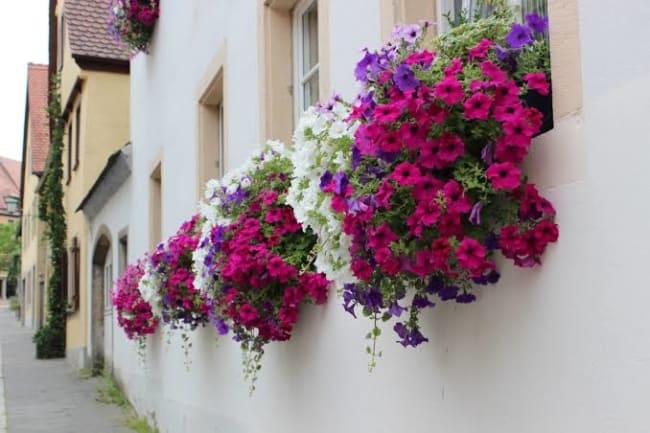 várias floreiras de janela