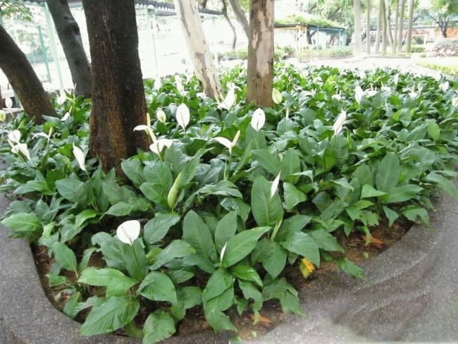 jardim com árvores e lírios da paz