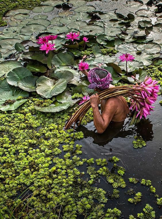 como cuidar de flor de lótus