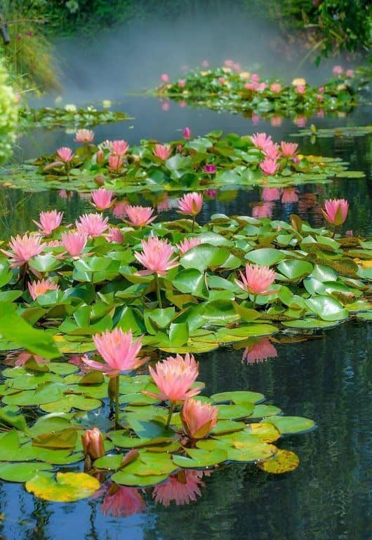 flor de lótus canteiro