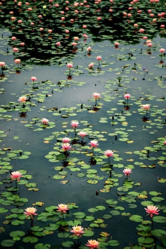 flor de lótus como cuidar