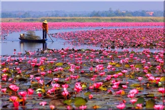 flor de lótus grande