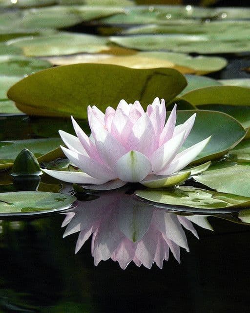 flor de lótus linda