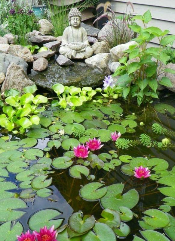 flor de lótus em jardim japonês