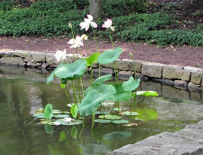 flor de lótus em lago