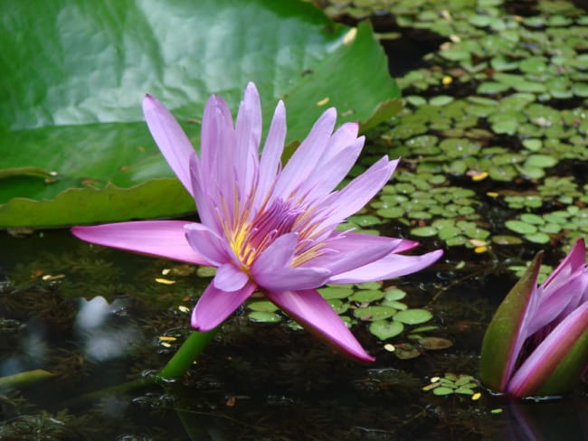 flor de lótus na agua