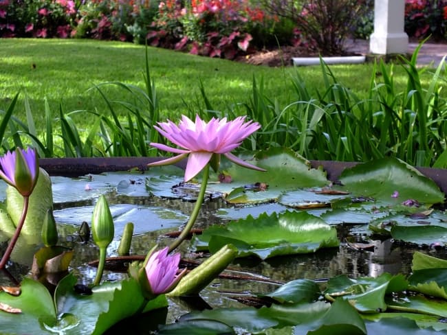 fotos de flor de lótus