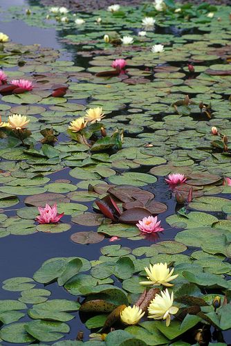 ideia de flor de lótus