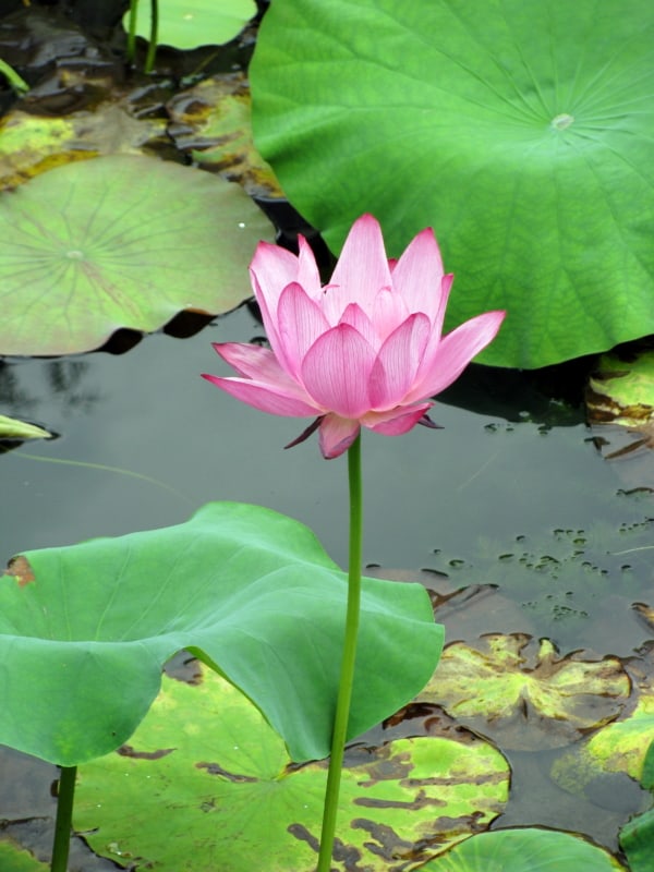 imagem de flor de lótus