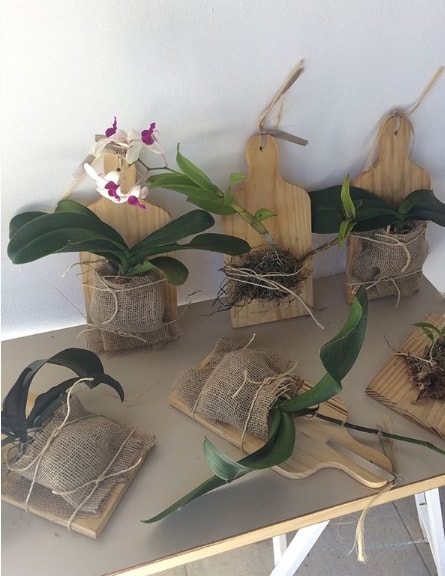 ideia criativa para orquídeas