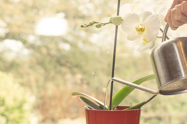 como cuidar de orquídeas