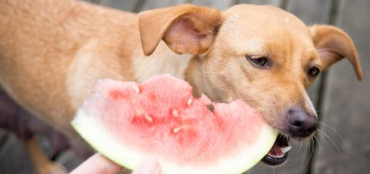 Cachorro comendo melancia