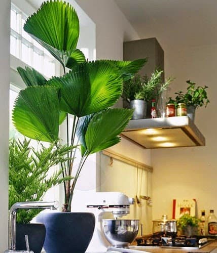 Cozinha decorada com palmeira leque