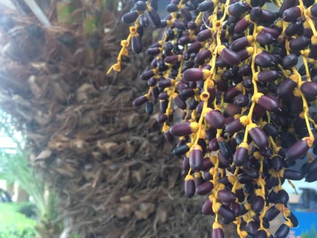 Detalhe dos frutos da tamareira anã