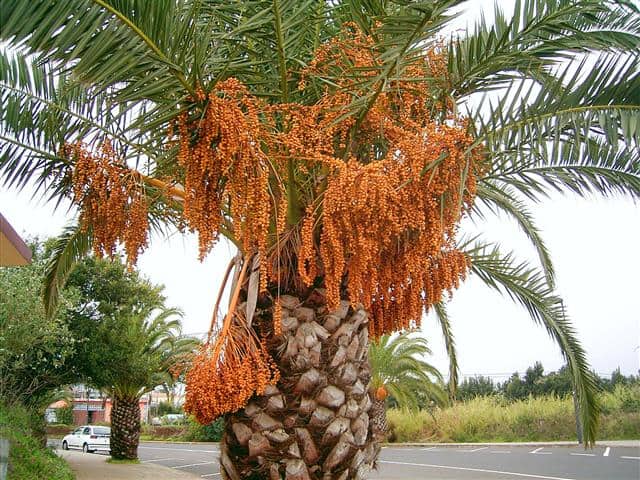 Plantação de tamareiras na calçada