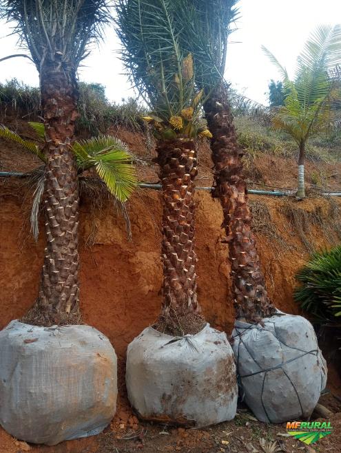 Tamareira é um tipo de palmeira com frutos comestíveis
