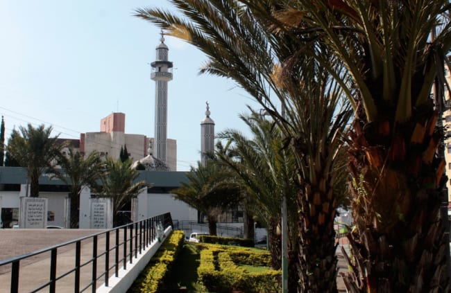 Tamareiras em praça famosa da cidade de Mogi das Cruzes