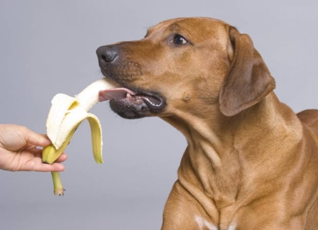 cão comendo banana