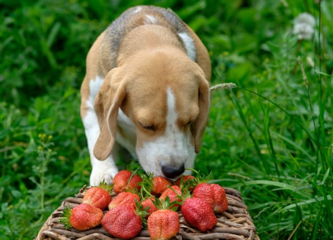 cão comendo morango