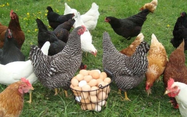 criação de galinha