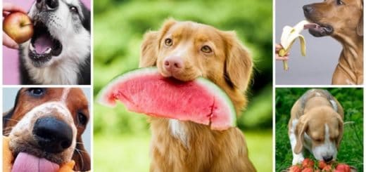 frutas que cachorro pode comer