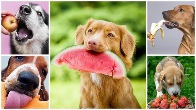 19 frutas que cachorro pode com segurança