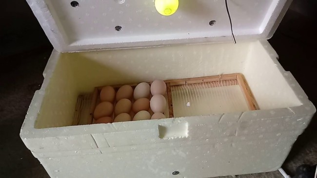 chocadeira de ovos caseira em caixa de isopor