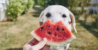  cachorro pode comer melancia