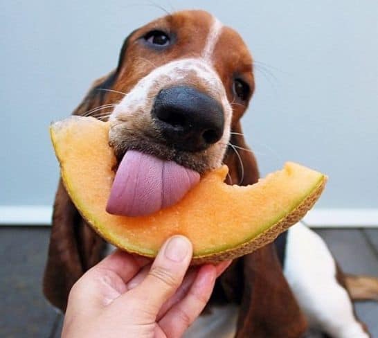 cachorro pode comer melão