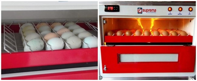 chocadeira com viragem automática dos ovos