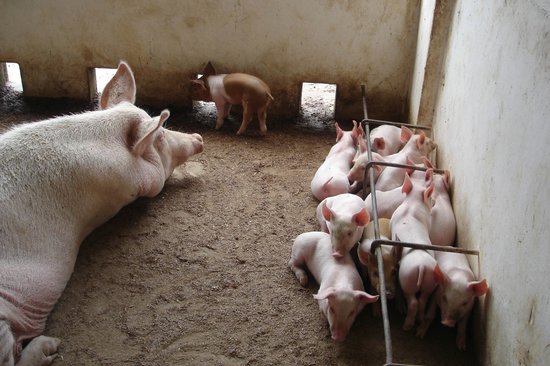 Criação de porcos em fazenda