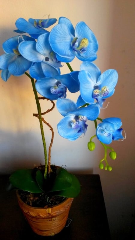 Lindo vaso de Orquídea Azul