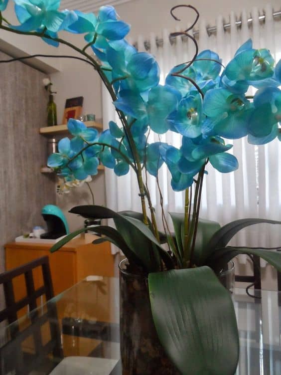 Orquídea Azul