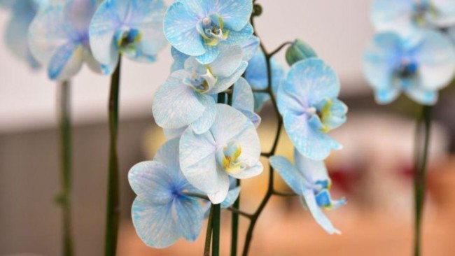 Orquídea Azul clara