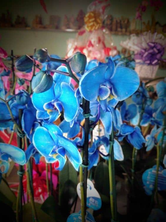 Orquídea Azul como cuidar