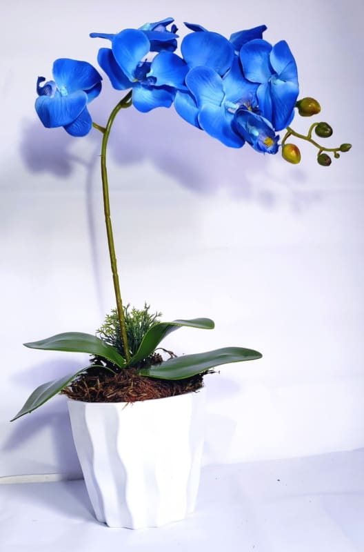 Orquídea Azul como plantar