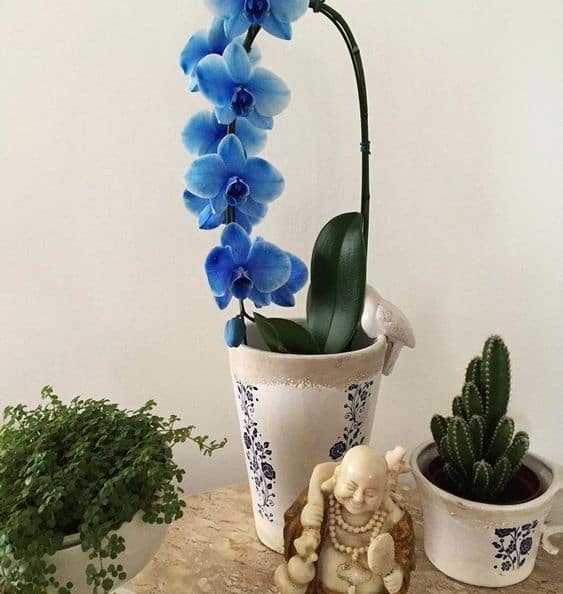 Orquídea Azul em vaso