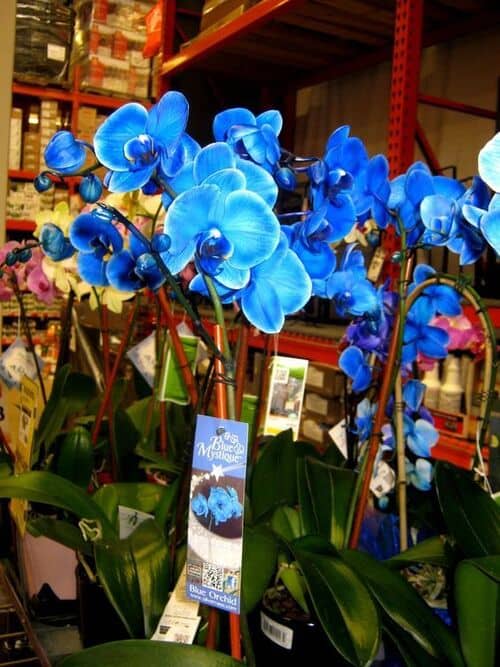 Orquídea Azul fotos