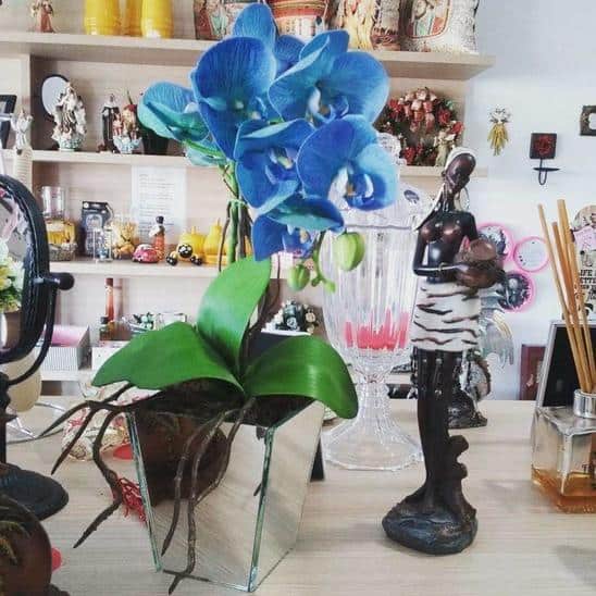 Orquídea Azul na decor
